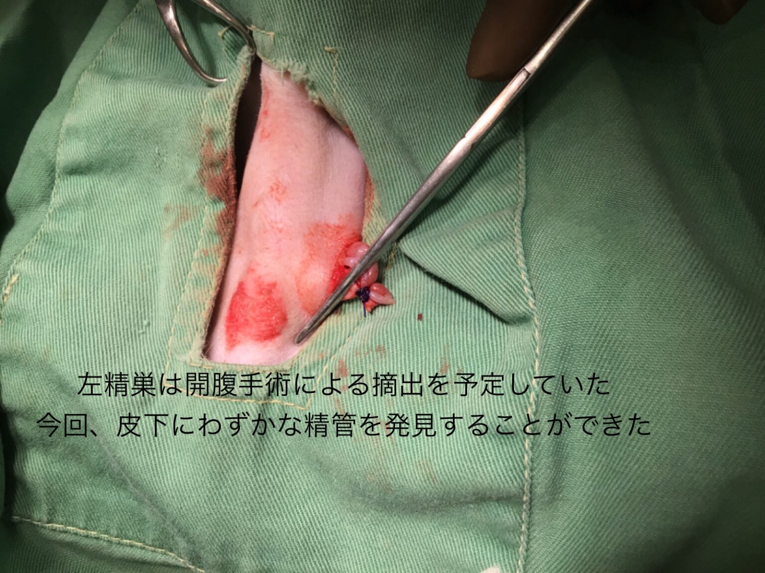 【症例報告】犬の陰睾丸・停留睾丸（精巣） | 有明動物病院